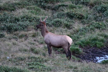 Elk grazing in Colorado.