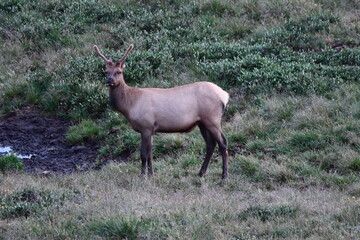 Elk grazing in Colorado.