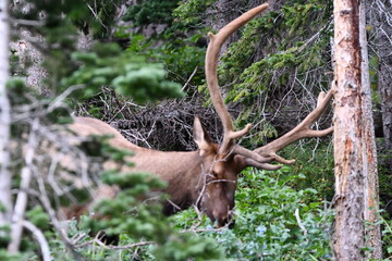 Elk grazing in Colorado.