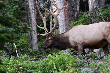 Elk grazing in Colorado.