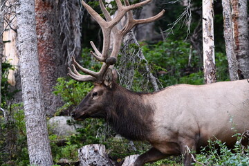deer in the woods