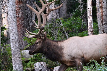 Elk grazing in Colorado.