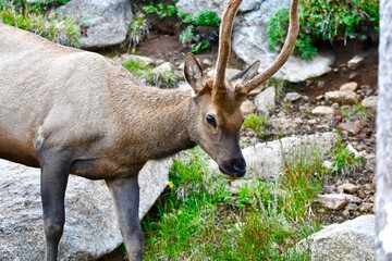 Elk grazing in Colorado.