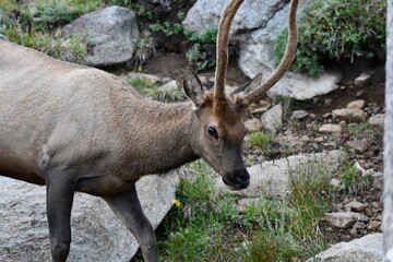 Elk grazing in Colorado.