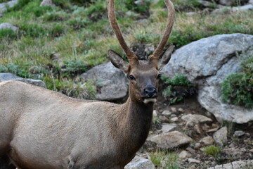 Elk grazing in Colorado.