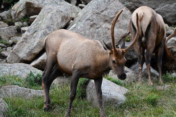 Elk grazing in Colorado.