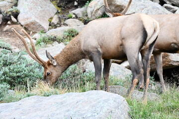 Elk grazing in Colorado.