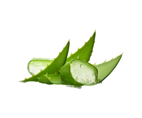 Aloe vera isolated on transparent background, cut out