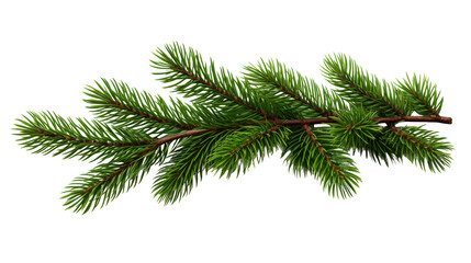 Close-up of a green pine branch with needles, isolated on a white background, perfect for holiday and winter-themed designs.