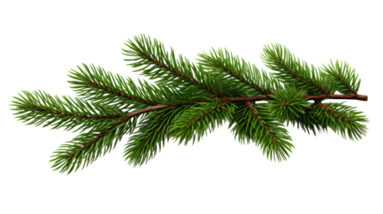 Close-up of a green pine branch with needles, isolated on a white background, perfect for holiday and winter-themed designs.