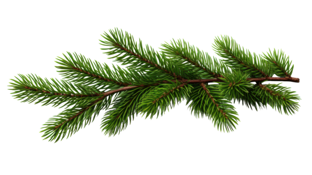 Close-up of a green pine branch with needles, isolated on a white background, perfect for holiday and winter-themed designs.
