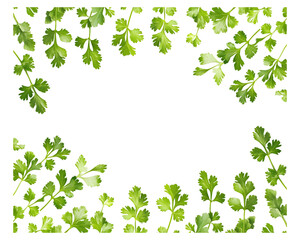 Coriander leaves frame isolated on transparent background