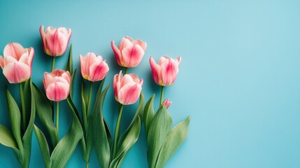 Fototapeta premium Fresh pink tulips on bright blue background for spring
