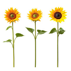 Vibrant Sunflowers in Bloom, showcasing three distinct sunflowers with rich yellow petals and textured green stems, set against a crisp white background for a fresh, bright appearance