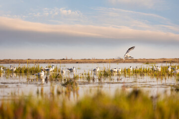 Seagulls on sea shore with evening sky on background