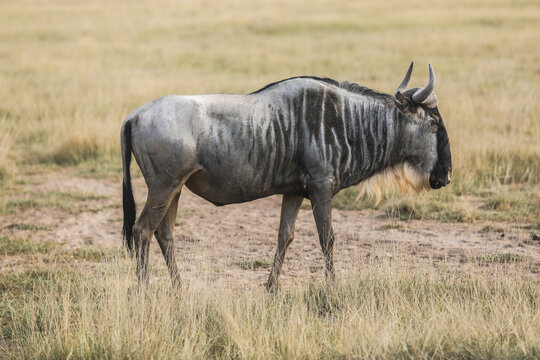 Fototapeta Kenya Afryka