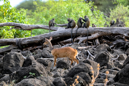 Fototapeta Kenya Afryka