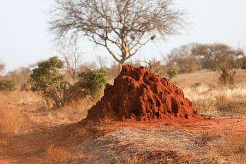 Kenya Afryka
