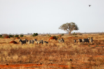 Kenya Africa © Magdalena