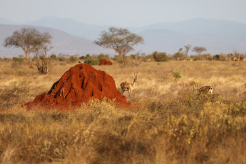 Kenya Africa © Magdalena