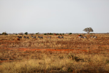 Kenya Africa © Magdalena