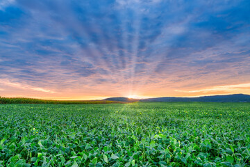 Soybean and corn fields, agriculture farm landscape with a beautiful morning red sky sunrise over...