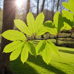 green leaves on a sunny day