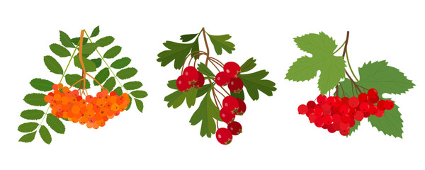 A set of three branches of berries. Branches of autumn berries isolated on a white background. Vector illustration.