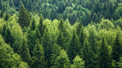 Lush Green Forest Landscape