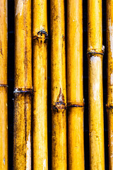 A row of yellow bamboo sticks. The sticks are arranged in a straight line, with some overlapping...