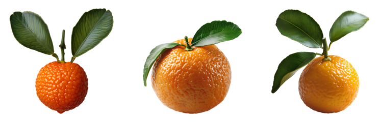 kumquat fruit set png. kumquat fruit png. autumn fall harvest of kumquat fruit isolated. orange fruit png