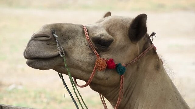 	
Close-up of camel head (dromedary) grazing in Punjab, Pakistan. A very close up of a beautiful camel. His brown mane sways in the wind. His ears move around. Beautiful slow motion 4k footage.