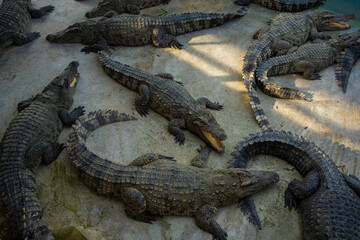 Group of crocodile lying relax in farm