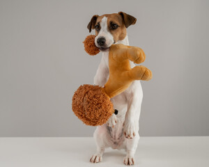 Jack Russell Terrier dog holds a plush poodle toy in his teeth on a white background. 