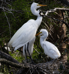 Heron with her chicks
