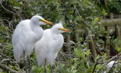 White Heron Chicks
