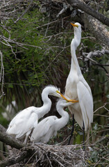 Heron with her chicks