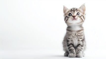 Playful gray tabby kitten looking curiously upward against a clean white background