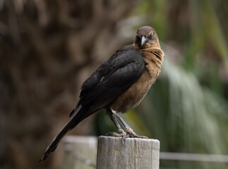 Brown bird on a fence post