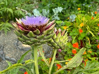 Artichoke. Cardoon (Cynara cardunculus) also known as artichoke blooms in garden