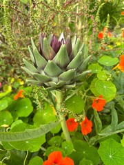 artichoke in the garden. Green artichoke with blooming nasturtium close-up