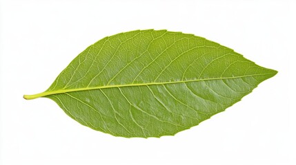 Obraz premium Fresh Green Leaf