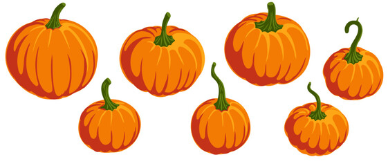 vector drawing vegetable, orange pumpkins , thanksgiving day element isolated at white background, hand drawn illustration