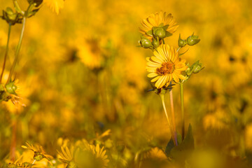 Jerusalem artichoke or sunchoke flower in the sunset light close-up