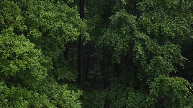 Wild forest with slow motion rain. Trees with wet green leaves, dark eerie woodland