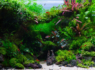 The freshwater fish tank is beautifully planted with green tropical plants.