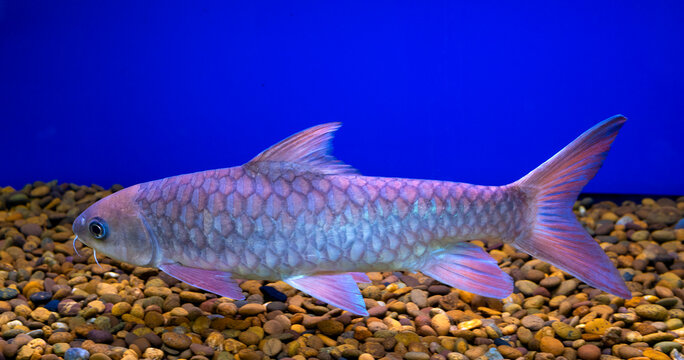 Snakehead fish"Hampala barb, Jungle perch"Thailand