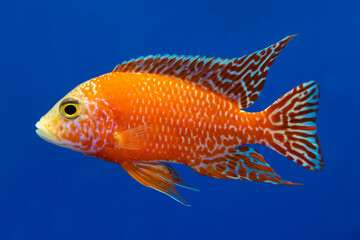 Beautiful colored small cichlids with a blue background.