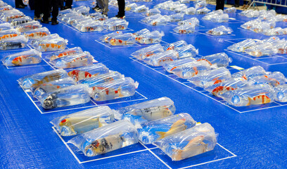 Beautiful, colorful koi fish displayed in a bag.