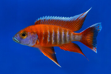 Beautiful colored small cichlids with a blue background.